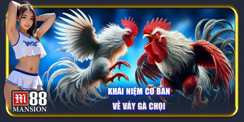Vảy gà chọi - Tìm hiểu nguồn gốc, ý nghĩa và cách phân loại - rahegu