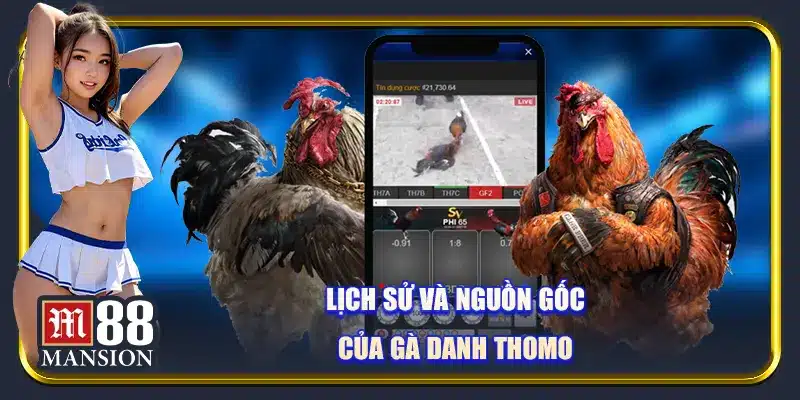 Gà Danh Thomo - Khám Phá Giới Đá gà Đầy Mê Hoặc Cùng M88 - rahegu