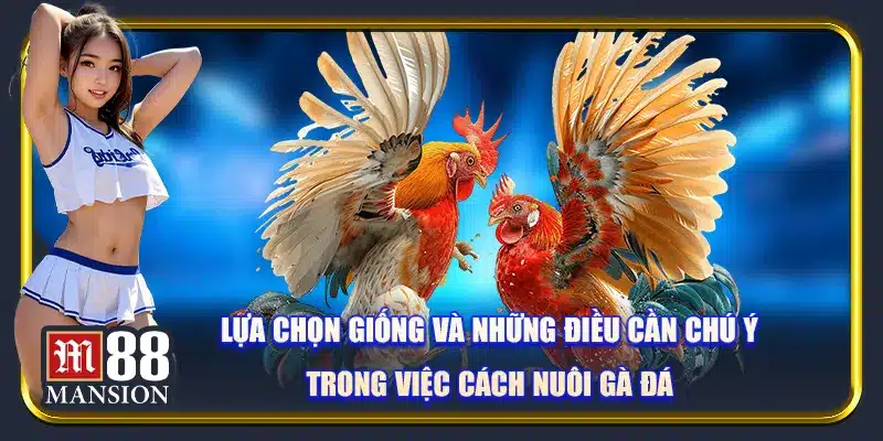 Cách Nuôi Gà Đá: Bắt Đầu Kinh Doanh Cùng M88 - rahegu