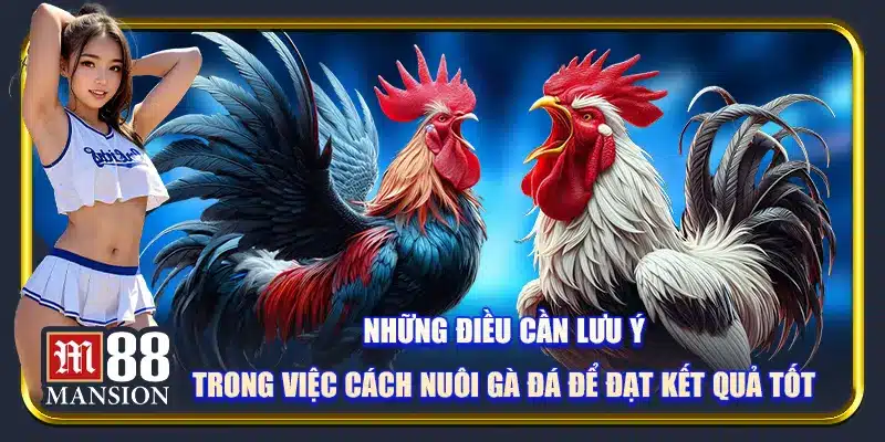 Cách Nuôi Gà Đá: Bắt Đầu Kinh Doanh Cùng M88 - rahegu