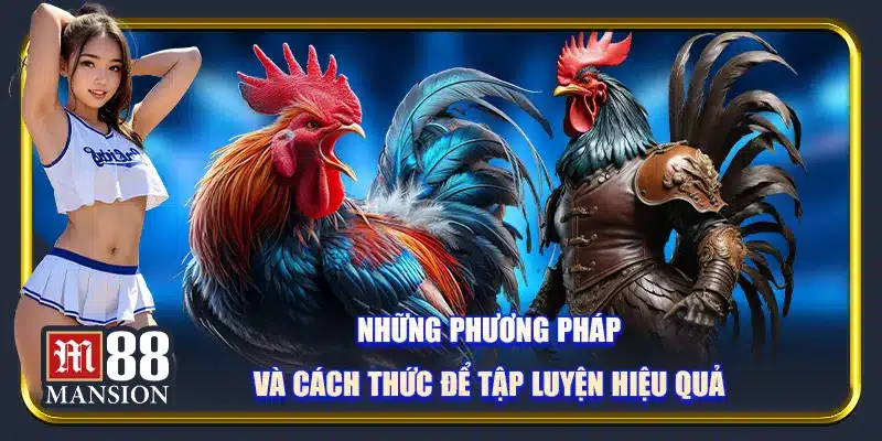 Cách Nuôi Gà Đá: Bắt Đầu Kinh Doanh Cùng M88 - rahegu