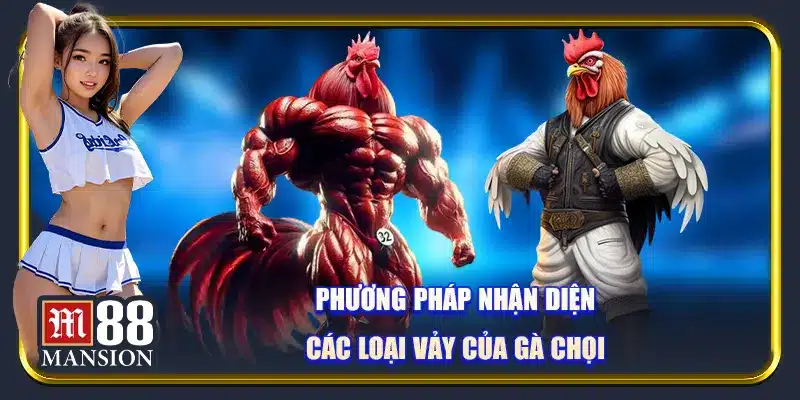 Vảy gà chọi - Tìm hiểu nguồn gốc, ý nghĩa và cách phân loại - rahegu