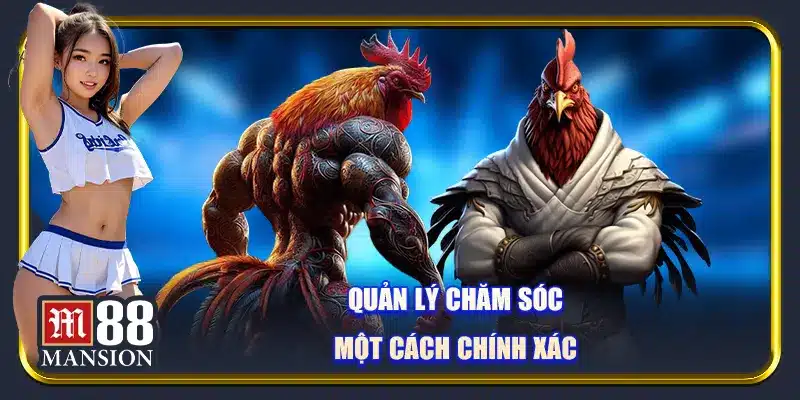 Vảy gà chọi - Tìm hiểu nguồn gốc, ý nghĩa và cách phân loại - rahegu
