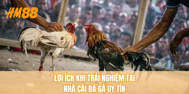 Nhà Cái Đá Gà Uy Tín - Tiêu Chí Chọn Lựa Điểm Cược An Toàn - rahegu