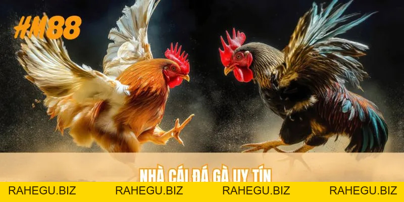 Nhà Cái Đá Gà Uy Tín - Tiêu Chí Chọn Lựa Điểm Cược An Toàn - rahegu