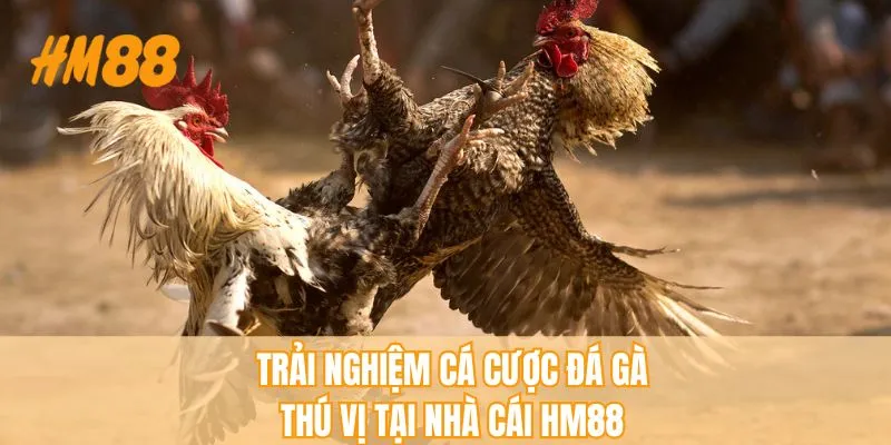 Nhà Cái Đá Gà Uy Tín - Tiêu Chí Chọn Lựa Điểm Cược An Toàn - rahegu