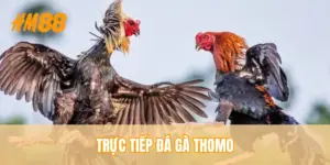 Tin tức HM88 - HM88 - rahegu