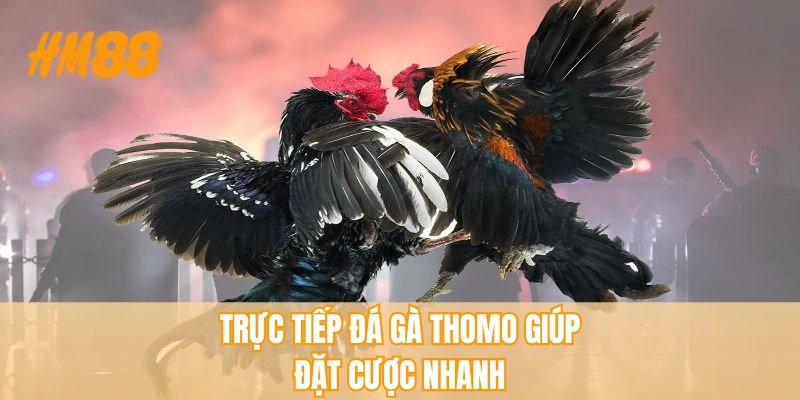 Trực Tiếp Đá Gà Thomo HM88 - Nhiều Trận Đấu Hấp Dẫn, An Toàn - rahegu