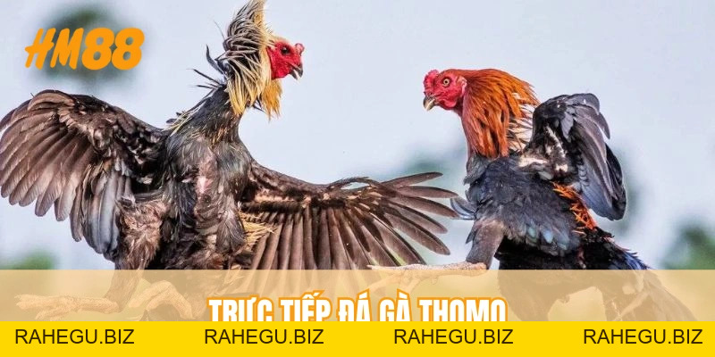 Trực Tiếp Đá Gà Thomo HM88 - Nhiều Trận Đấu Hấp Dẫn, An Toàn - rahegu