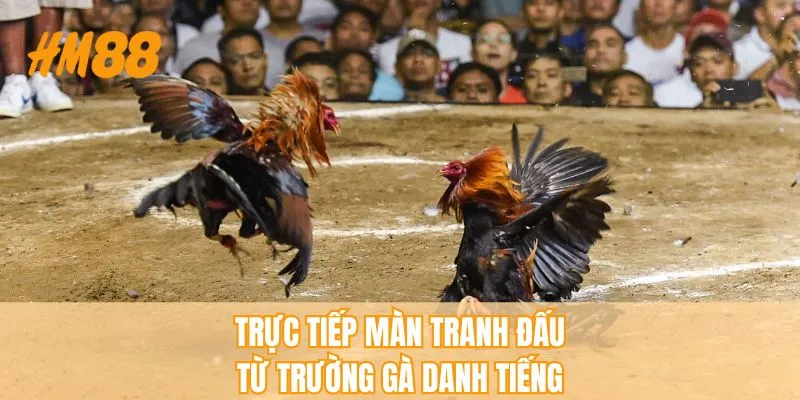 Nhà Cái Đá Gà Uy Tín - Tiêu Chí Chọn Lựa Điểm Cược An Toàn - rahegu