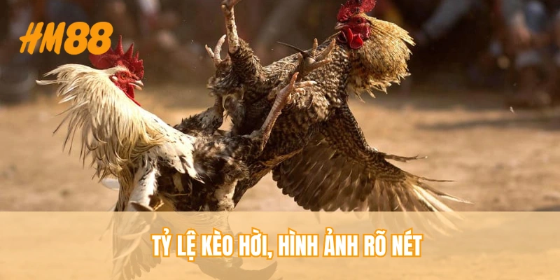 Trực Tiếp Đá Gà Thomo HM88 - Nhiều Trận Đấu Hấp Dẫn, An Toàn - rahegu